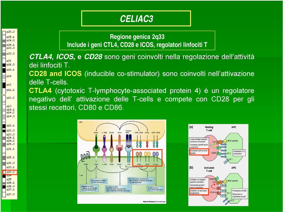 CD28 and ICOS (inducible co-stimulator) sono coinvolti nell attivazione delle T-cells.