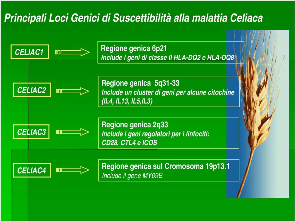 di geni per alcune citochine (IL4, IL13, IL5,IL3) CELIAC3 Regione genica 2q33 Include i geni