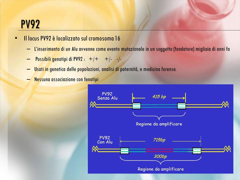 fa Possibili genotipi di PV92 : +/+ +/- -/- Usati in genetica delle