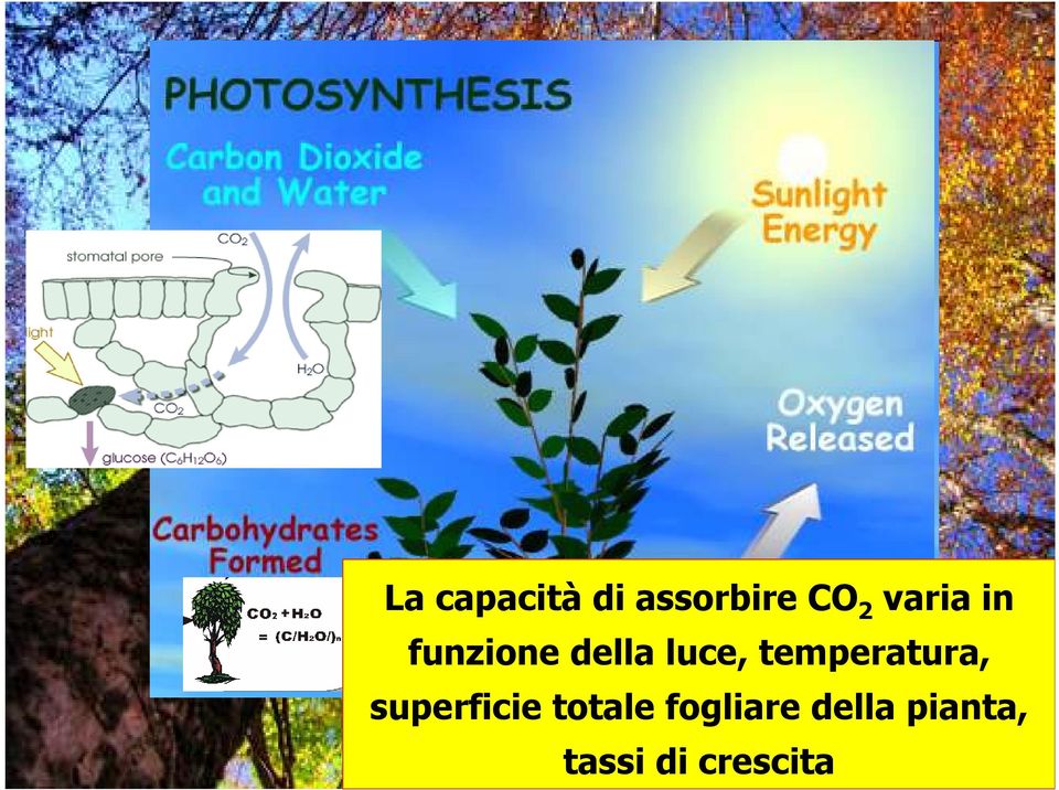 temperatura, superficie totale