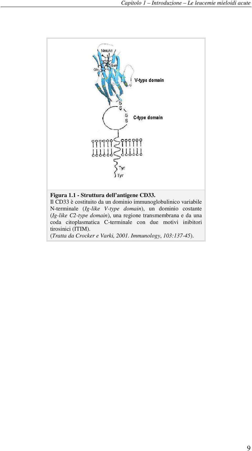 dominio costante (Ig-like C2-type domain), una regione transmembrana e da una coda citoplasmatica