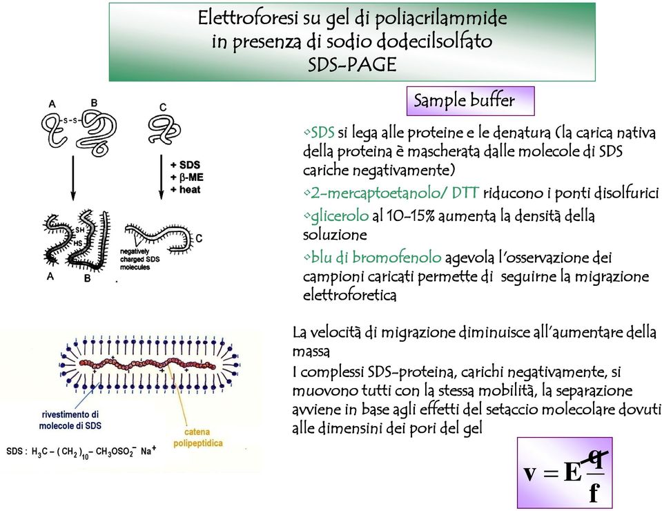 agevola l'osservazione dei campioni caricati permette di seguirne la migrazione elettroforetica La velocità di migrazione diminuisce all aumentare della massa I complessi