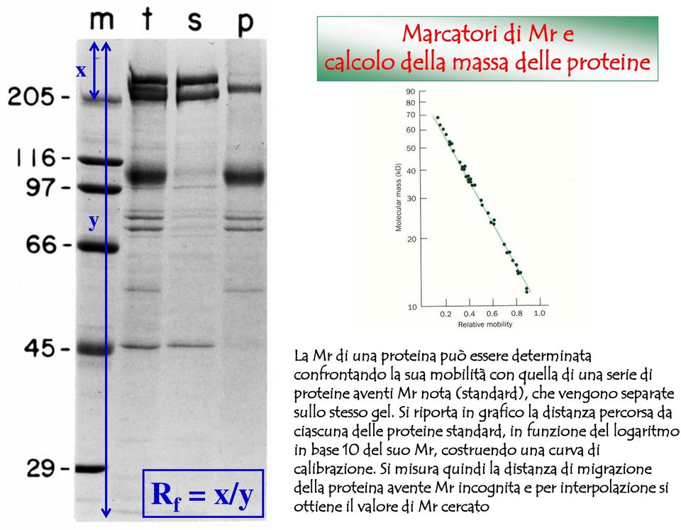 Si riporta in grafico la distanza percorsa da ciascuna delle proteine standard, in funzione del logaritmo in base 10 del suo Mr,