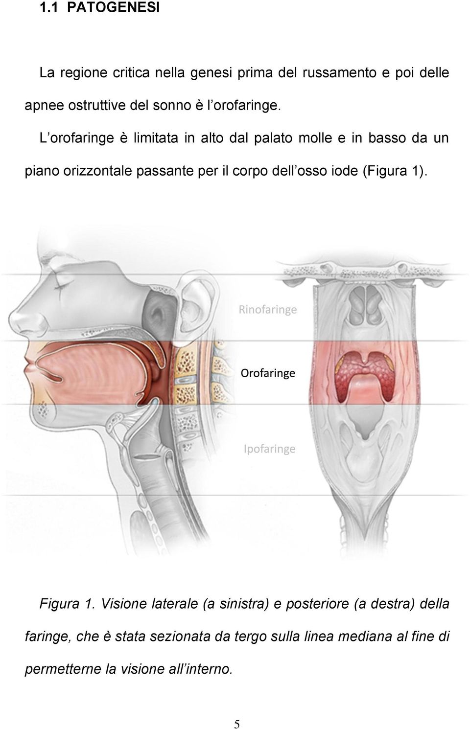 L orofaringe è limitata in alto dal palato molle e in basso da un piano orizzontale passante per il corpo