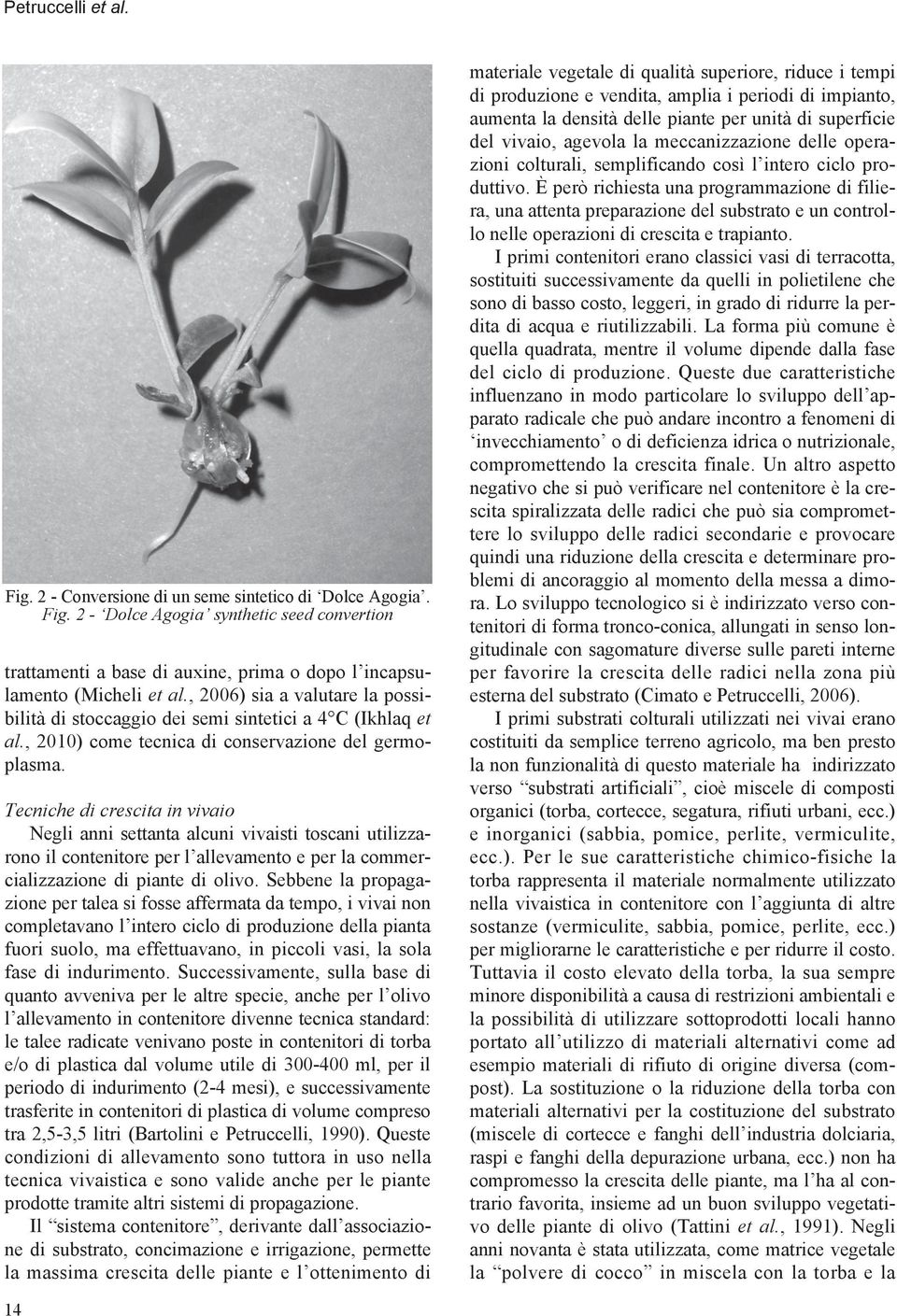 Tecniche di crescita in vivaio Negli anni settanta alcuni vivaisti toscani utilizzarono il contenitore per l allevamento e per la commercializzazione di piante di olivo.