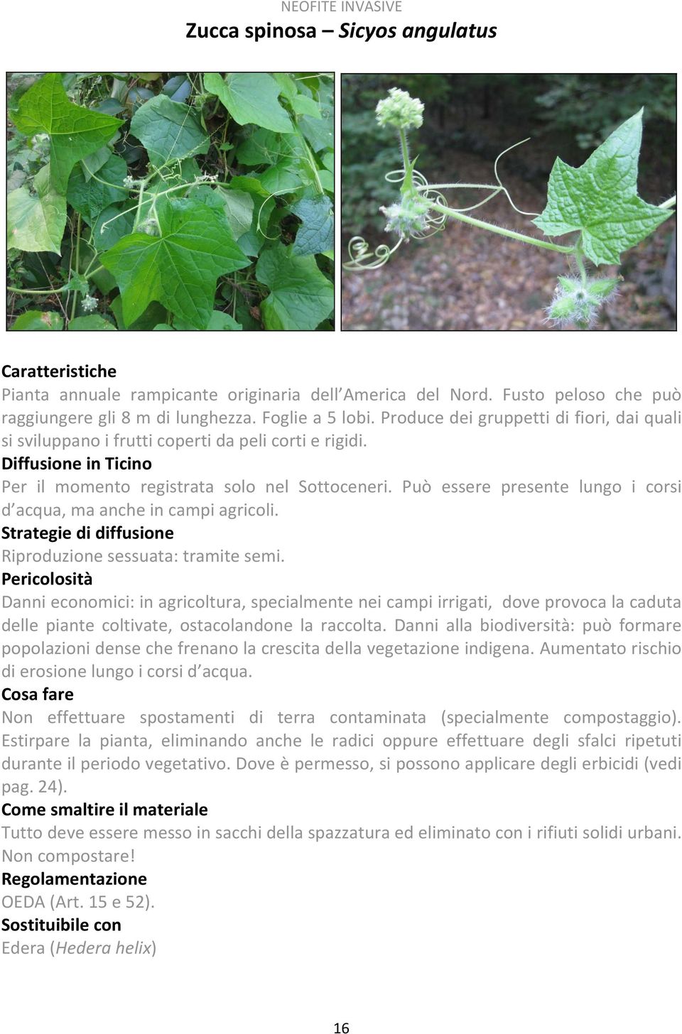 Può essere presente lungo i corsi d acqua, ma anche in campi agricoli. Strategie di diffusione Riproduzione sessuata: tramite semi.