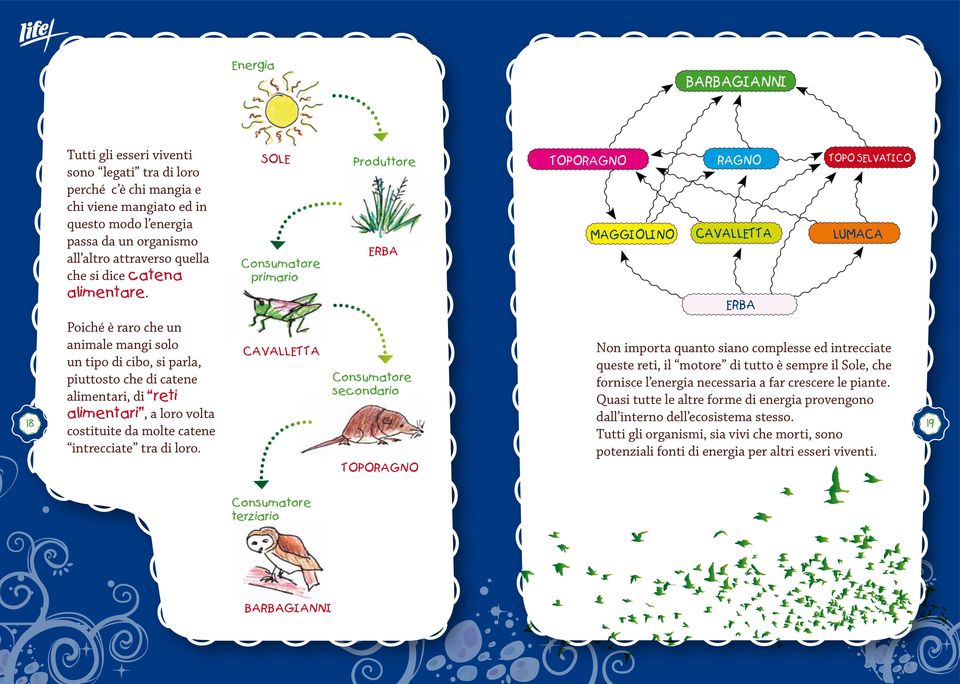 SOLE Consumatore primario Produttore ERBA TOPORAGNO MAGGIOLINO RAGNO CAVALLETTA ERBA TOPO SELVATICO LUMACA 18 Poiché è raro che un animale mangi solo un tipo di cibo, si parla, piuttosto che di