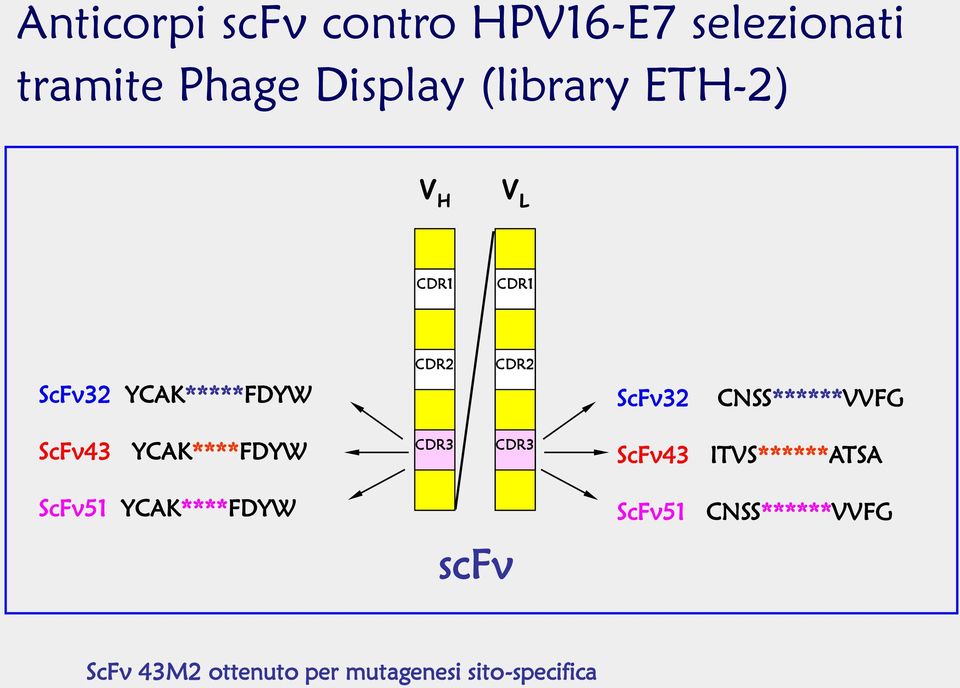 CNSS******VVFG ScFv43 YCAK****FDYW CDR3 CDR3 ScFv43 ITVS******ATSA ScFv51