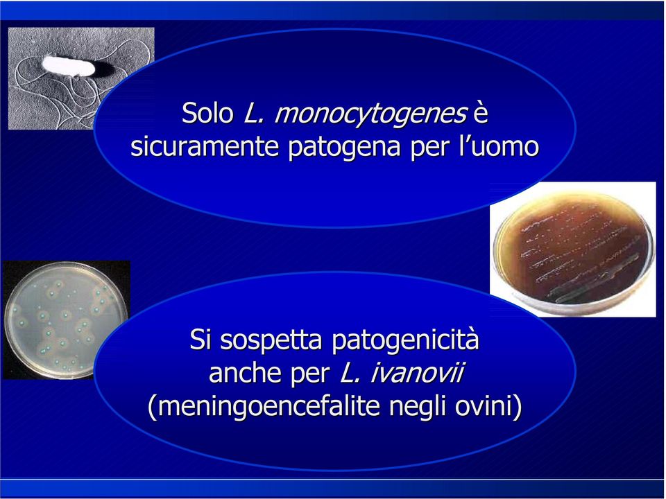 patogena per l uomo Si sospetta