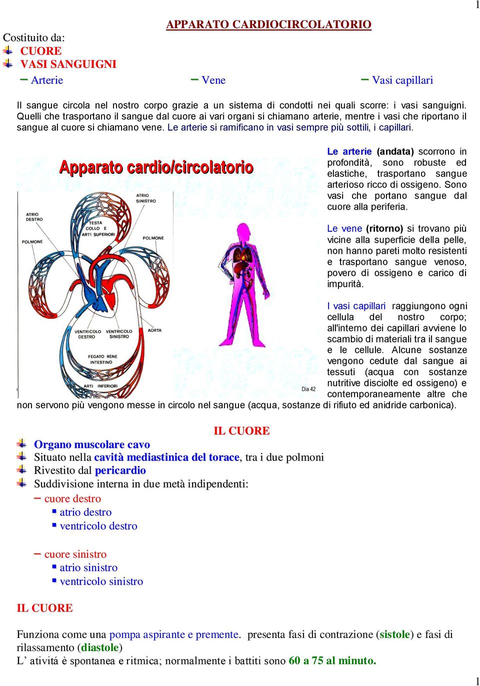 Le arterie si ramificano in vasi sempre più sottili, i capillari.