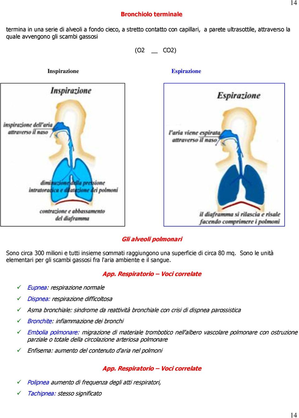 Sono le unità elementari per gli scambi gassosi fra l'aria ambiente e il sangue. Eupnea: respirazione normale Dispnea: respirazione difficoltosa App.