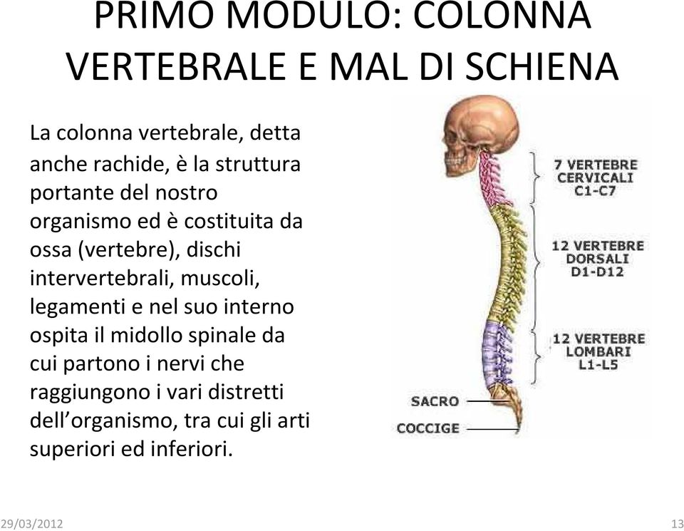 intervertebrali, muscoli, legamenti e nel suo interno ospita il midollo spinale da cui partono i
