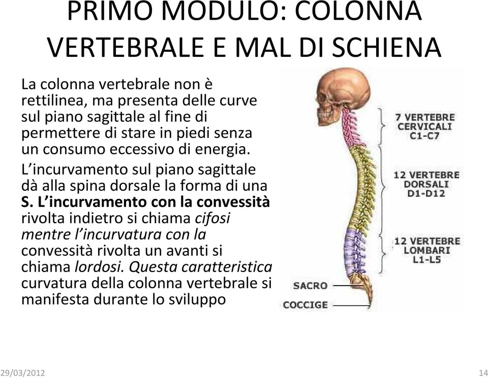 L incurvamento sul piano sagittale dàalla spina dorsale la forma di una S.