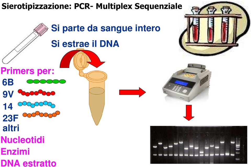 Si estrae il DNA Primers per: 6B 9V