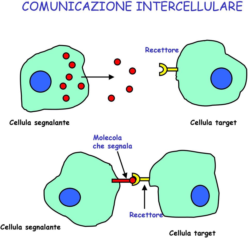 Cellula target Molecola che