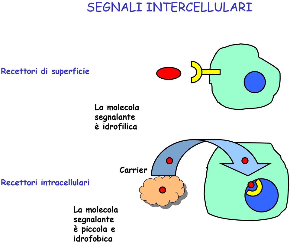 idrofilica Recettori intracellulari