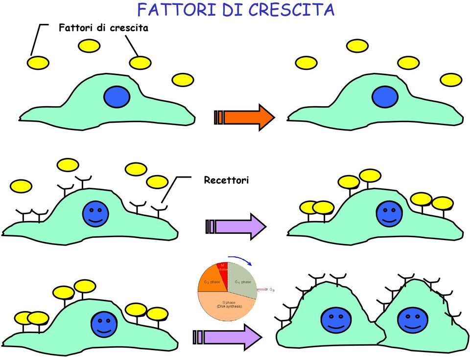 Fattori di