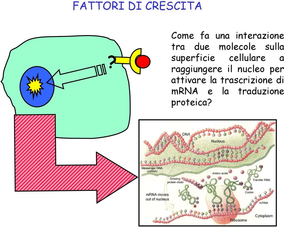 sulla superficie cellulare a raggiungere il