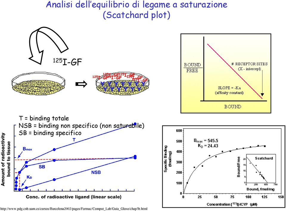 totale NSB = binding non specifico (non saturabile) SB = binding specifico