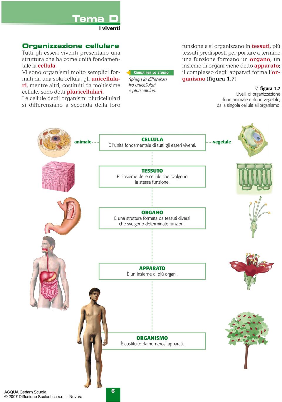 Le cellule degli organismi pluricellulari si differenziano a seconda della loro GUIDA PER LO STUDIO Spiega la differenza fra unicellulari e pluricellulari.