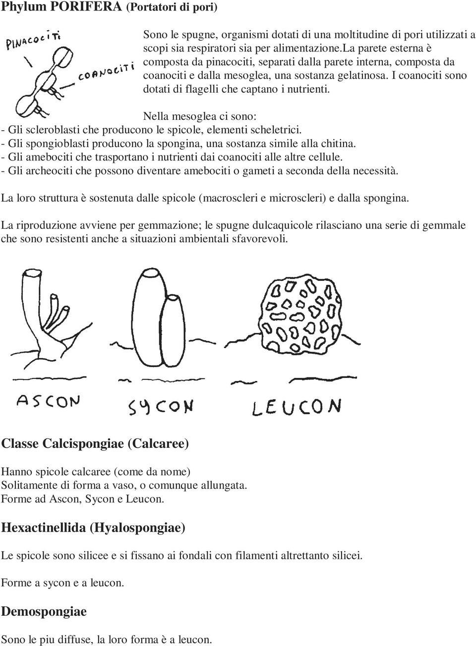 Nella mesoglea ci sono: - Gli scleroblasti che producono le spicole, elementi scheletrici. - Gli spongioblasti producono la spongina, una sostanza simile alla chitina.