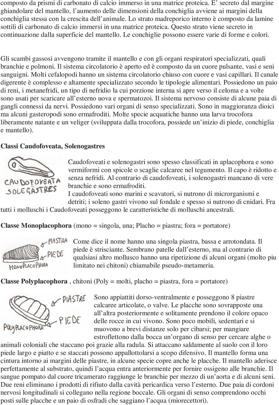 Lo strato madreporico interno è composto da lamine sottili di carbonato di calcio immersi in una matrice proteica. Questo strato viene secreto in continuazione dalla superficie del mantello.