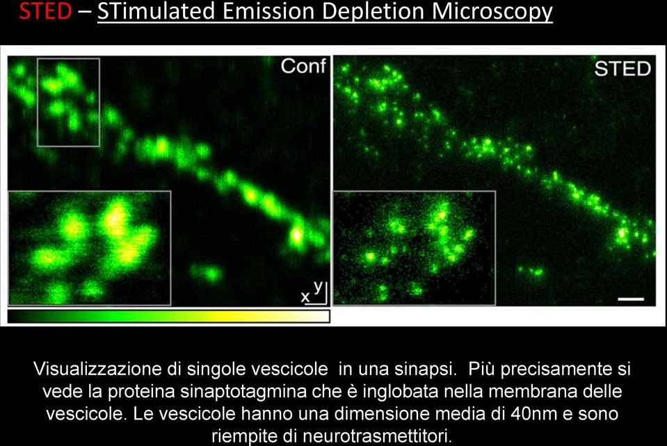 Più precisamente si vede la proteina sinaptotagmina che è inglobata