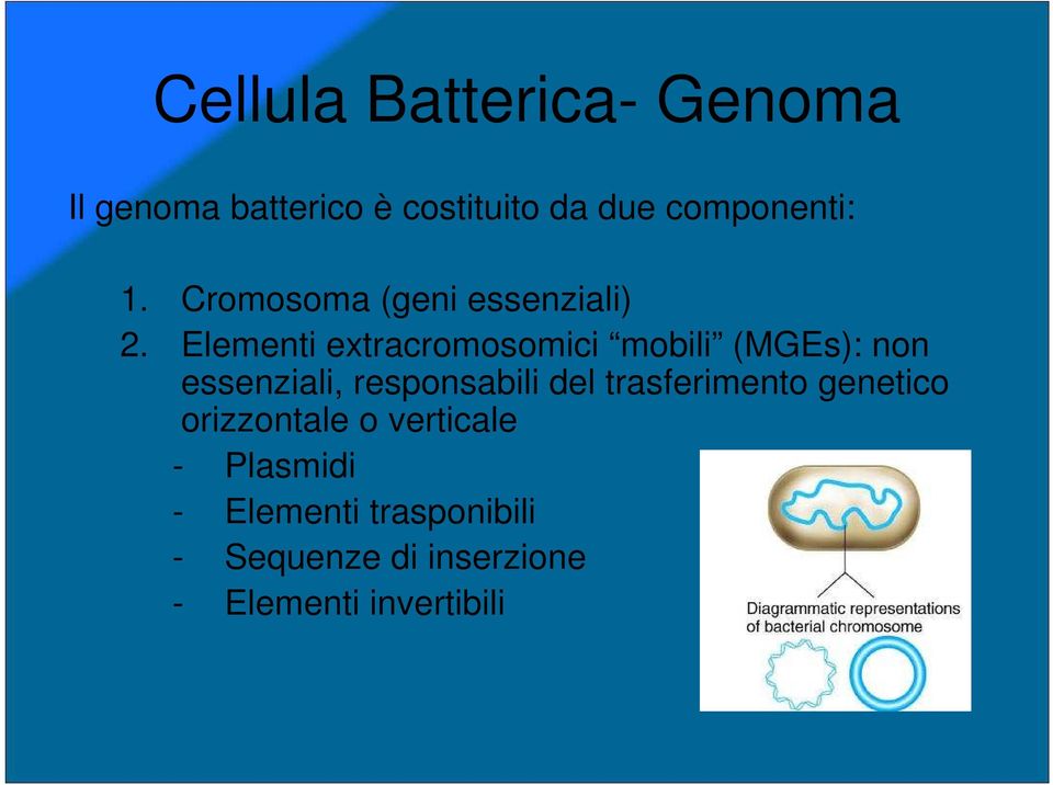 Elementi extracromosomici mobili (MGEs): non essenziali, responsabili del