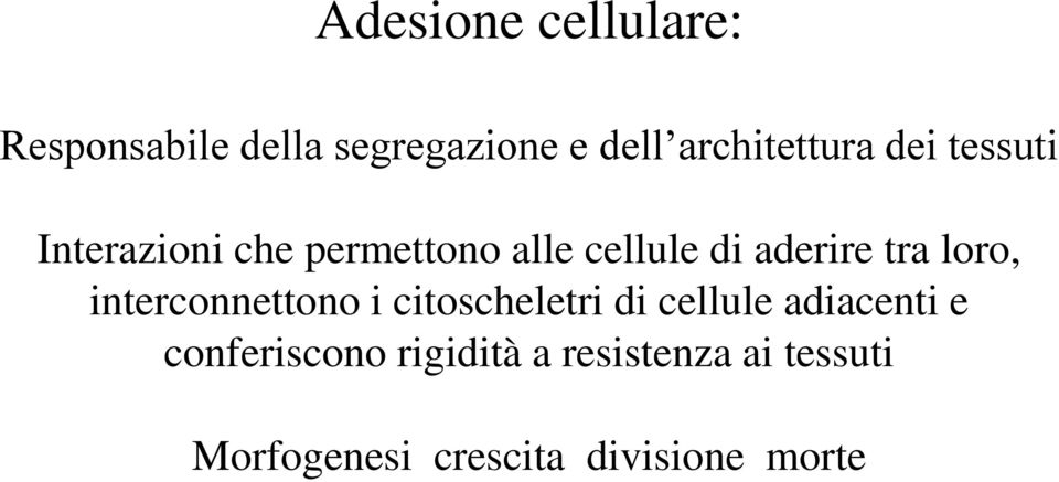 aderire tra loro, interconnettono i citoscheletri di cellule adiacenti