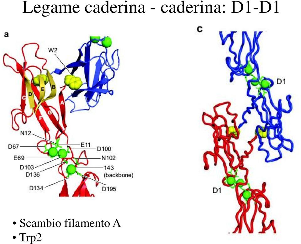 caderina: