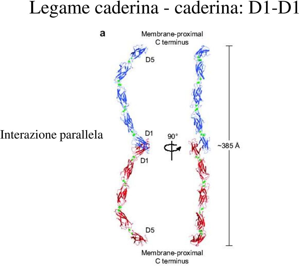 caderina: