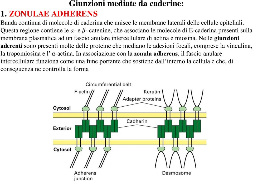 actina e miosina. Nelle giunzioni aderenti sono presenti molte delle proteine che mediano le adesioni focali, comprese la vinculina, la tropomiosina e l α-actina.