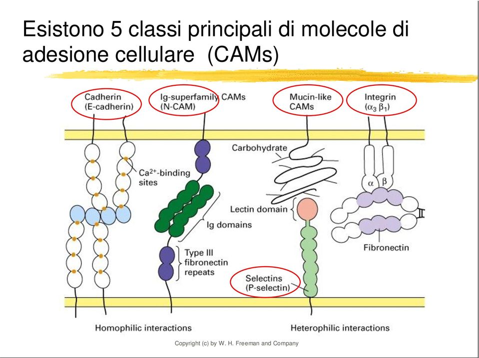 adesione cellulare (CAMs)