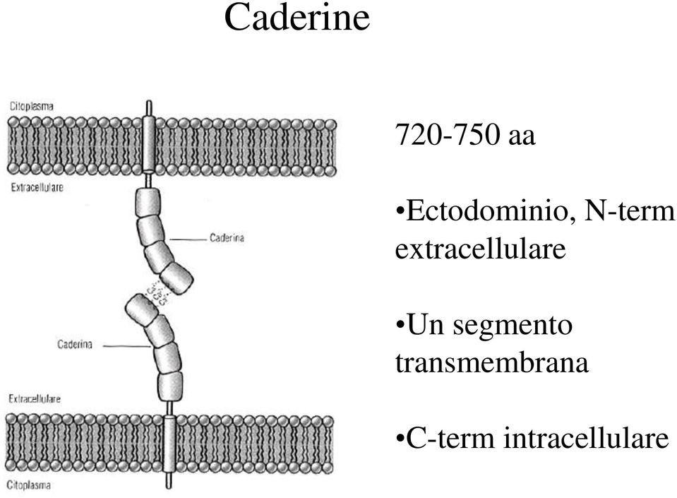 extracellulare Un