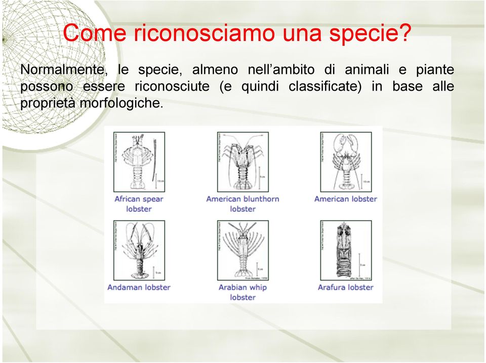 animali e piante possono essere riconosciute