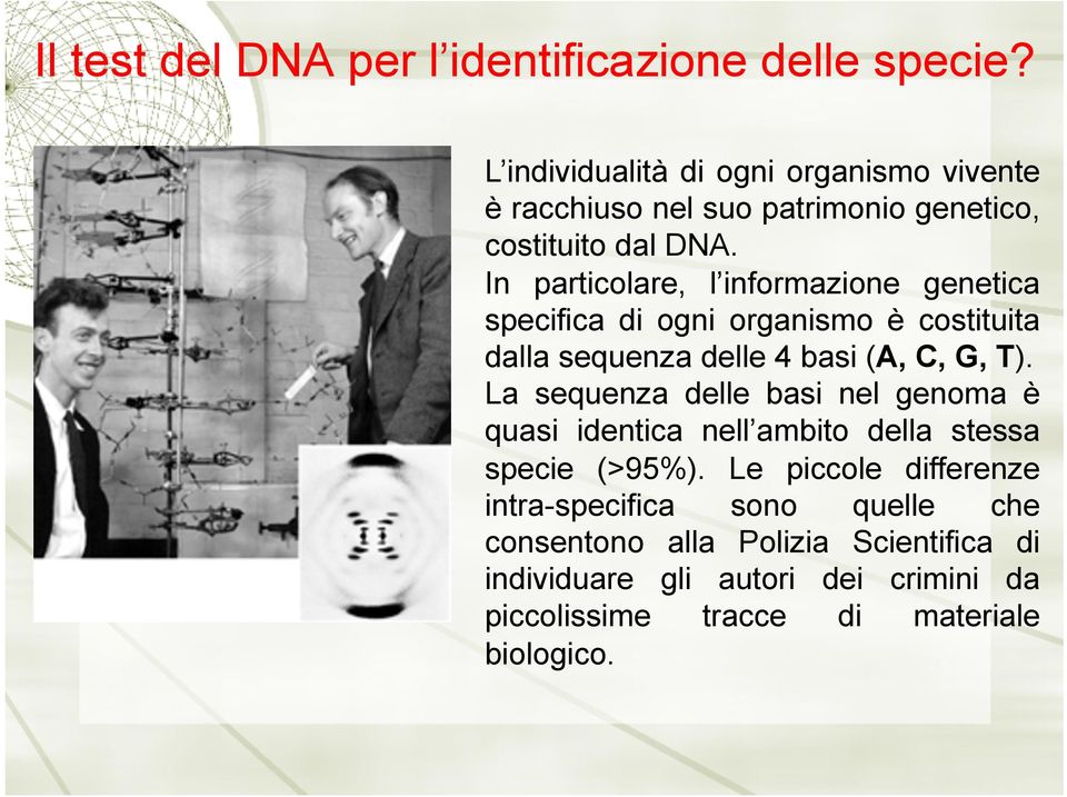 In particolare, l informazione genetica specifica di ogni organismo è costituita dalla sequenza delle 4 basi (A, C, G, T).