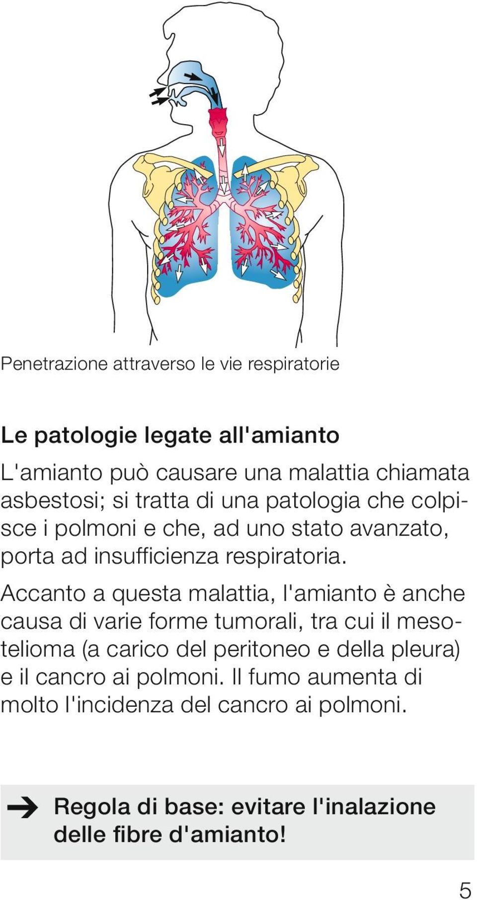 Accanto a questa malattia, l'amianto è anche causa di varie forme tumorali, tra cui il mesotelioma (a carico del peritoneo e della