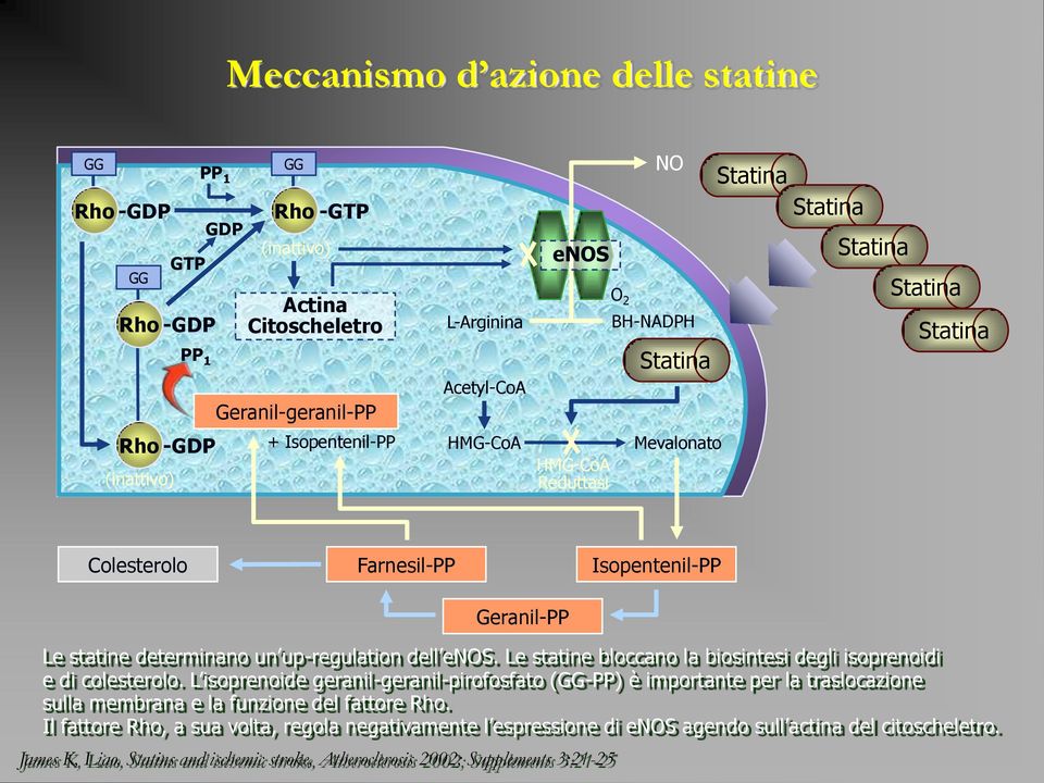 dell enos. Le statine bloccano la biosintesi degli isoprenoidi e di colesterolo.