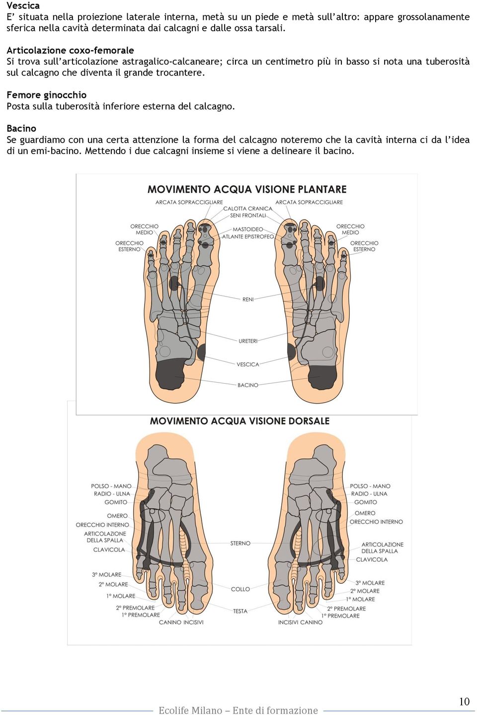 Articolazione coxo-femorale Si trova sull articolazione astragalico-calcaneare; circa un centimetro più in basso si nota una tuberosità sul calcagno che