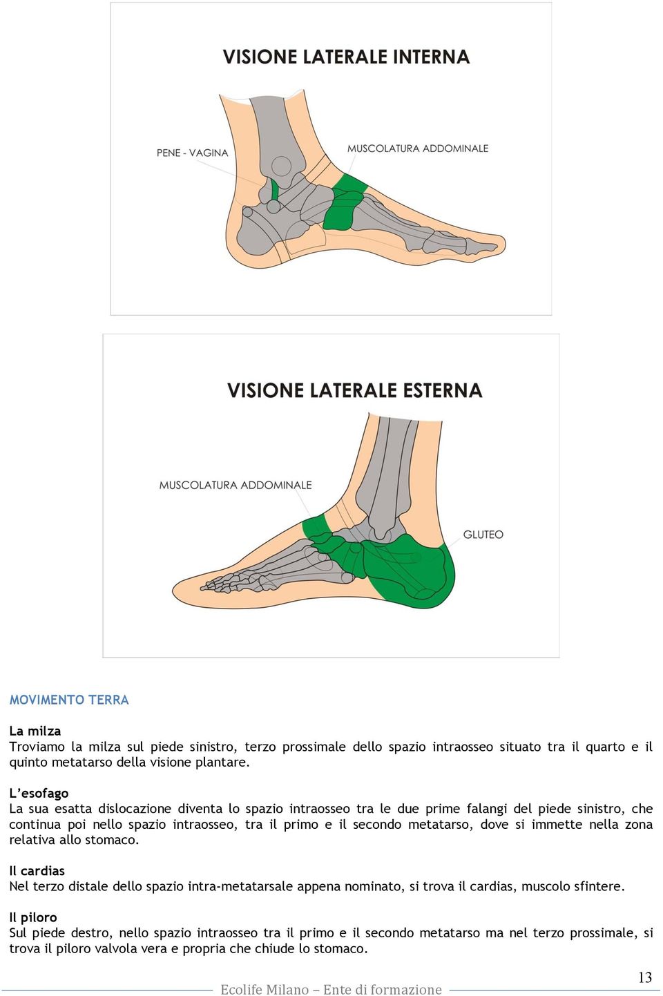 secondo metatarso, dove si immette nella zona relativa allo stomaco.