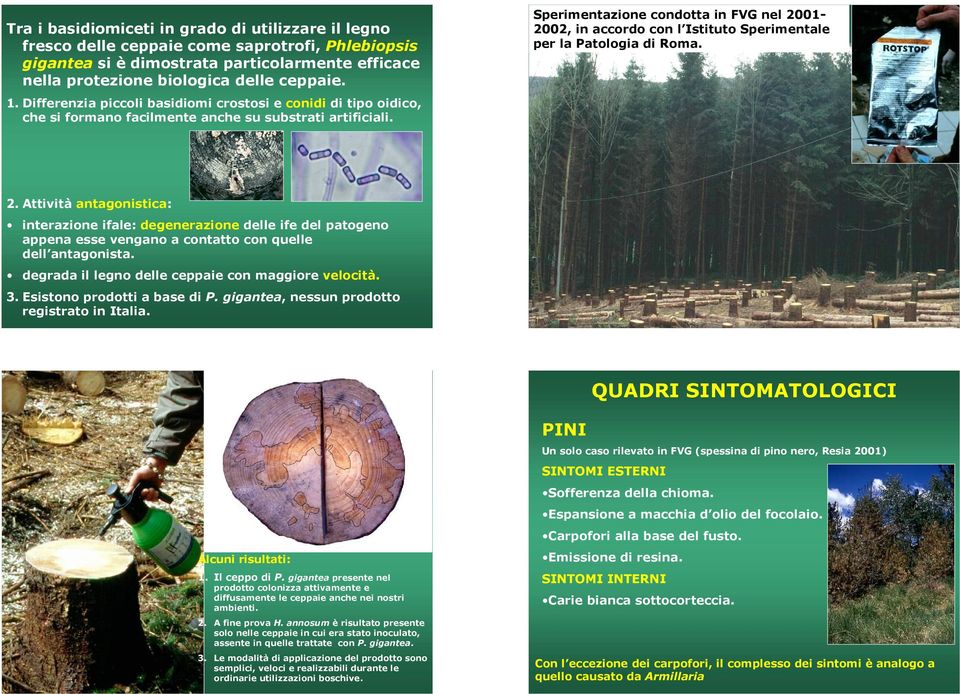 Sperimentazione condotta in FVG nel 2001-2002, in accordo con l Istituto Sperimentale per la Patologia di Roma. 2. Attività antagonistica: interazione ifale: degenerazione delle ife del patogeno appena esse vengano a contatto con quelle dell antagonista.