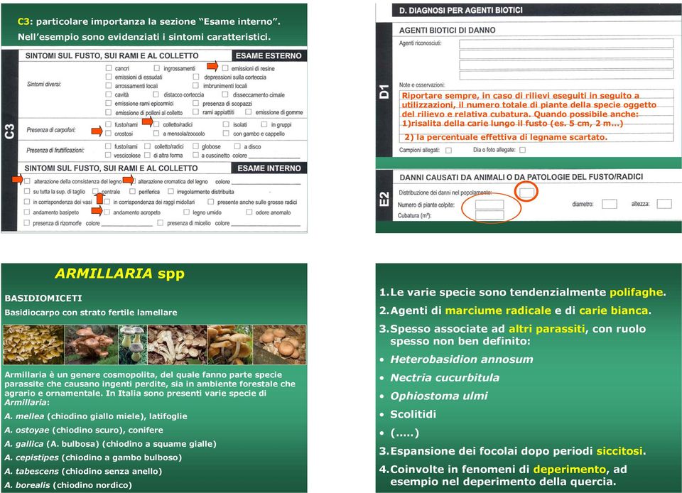 Quando possibile anche: 1)risalita della carie lungo il fusto (es. 5 cm, 2 m ) 2) la percentuale effettiva di legname scartato.