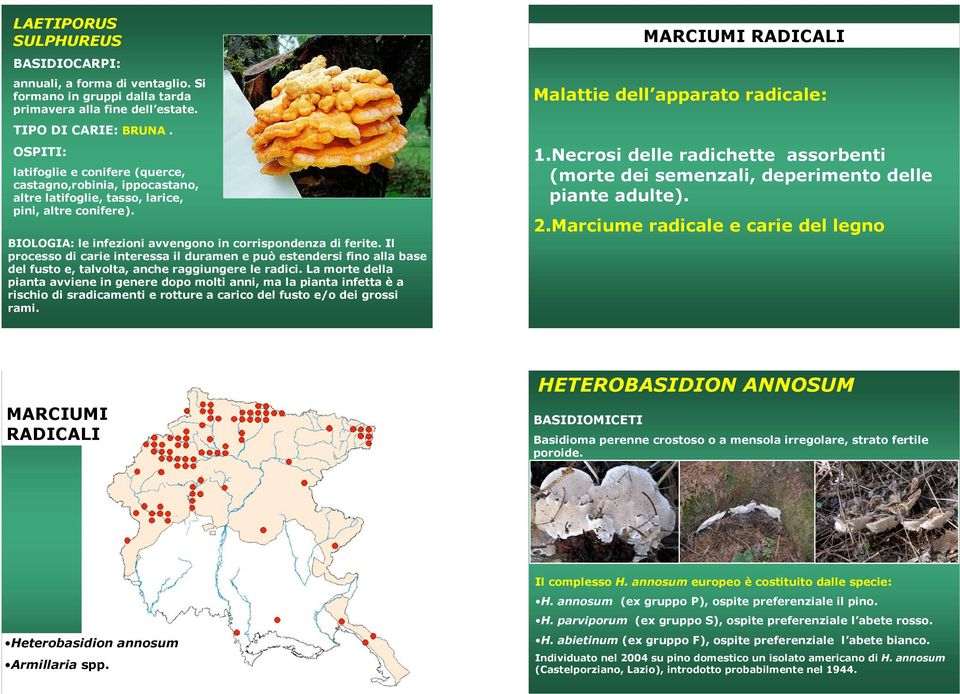 Il processo di carie interessa il duramen e può estendersi fino alla base del fusto e, talvolta, anche raggiungere le radici.