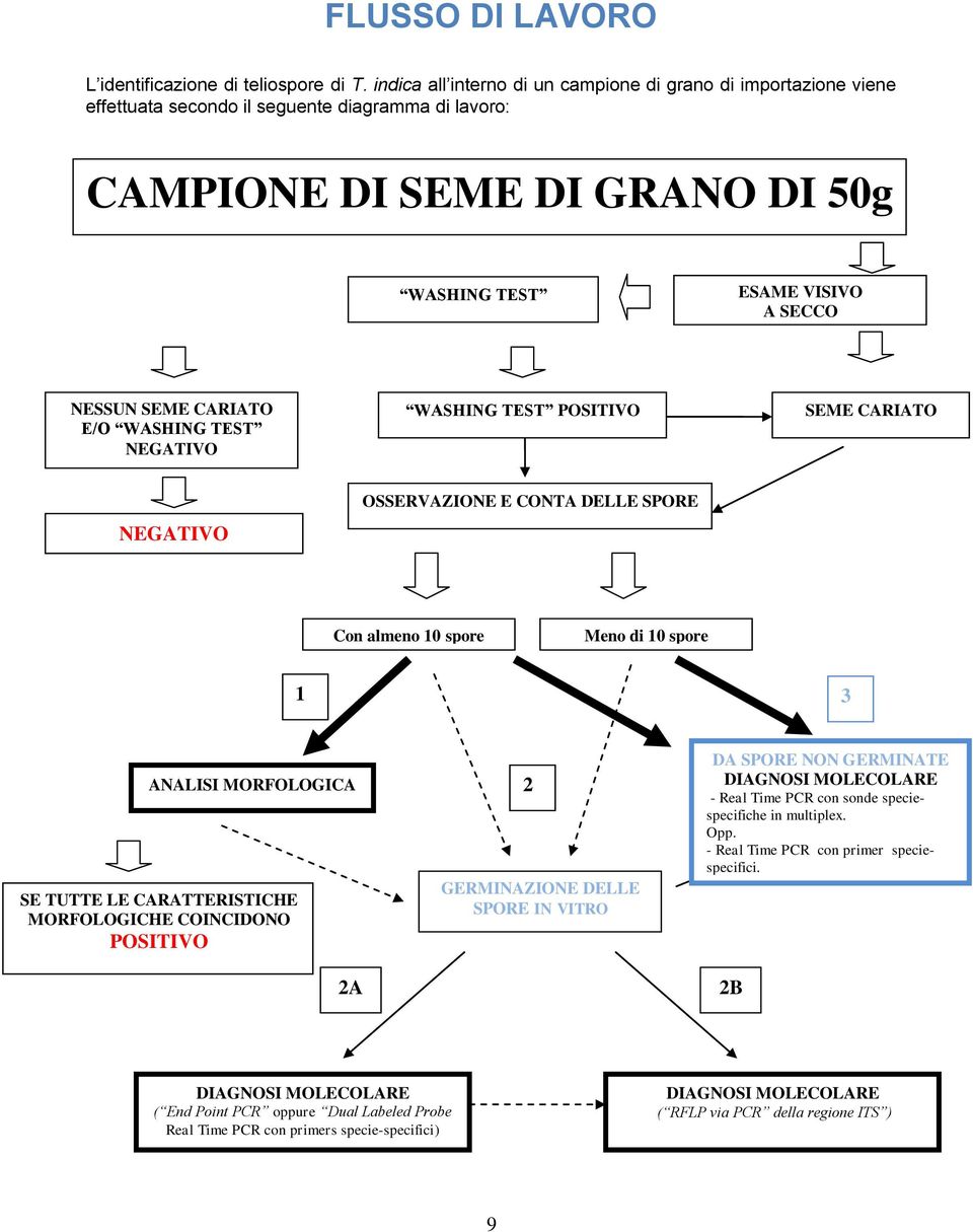 CARIATO E/O WASHING TEST NEGATIVO WASHING TEST POSITIVO SEME CARIATO NEGATIVO OSSERVAZIONE E CONTA DELLE SPORE Con almeno 10 spore Meno di 10 spore 1 3 ANALISI MORFOLOGICA 2 SE TUTTE LE