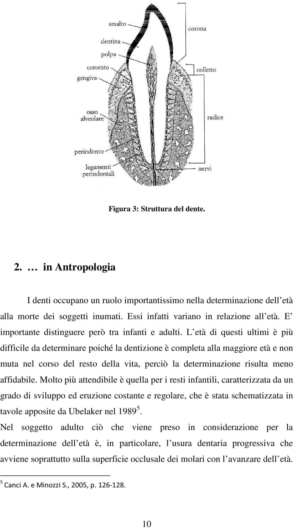 L età di questi ultimi è più difficile da determinare poiché la dentizione è completa alla maggiore età e non muta nel corso del resto della vita, perciò la determinazione risulta meno affidabile.