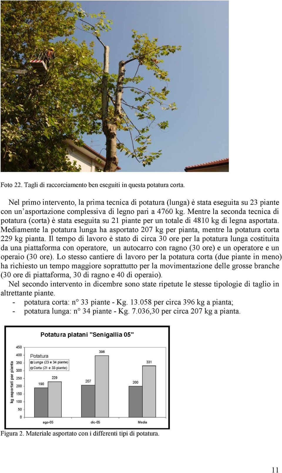 Mentre la seconda tecnica di potatura (corta) è stata eseguita su 21 piante per un totale di 4810 kg di legna asportata.