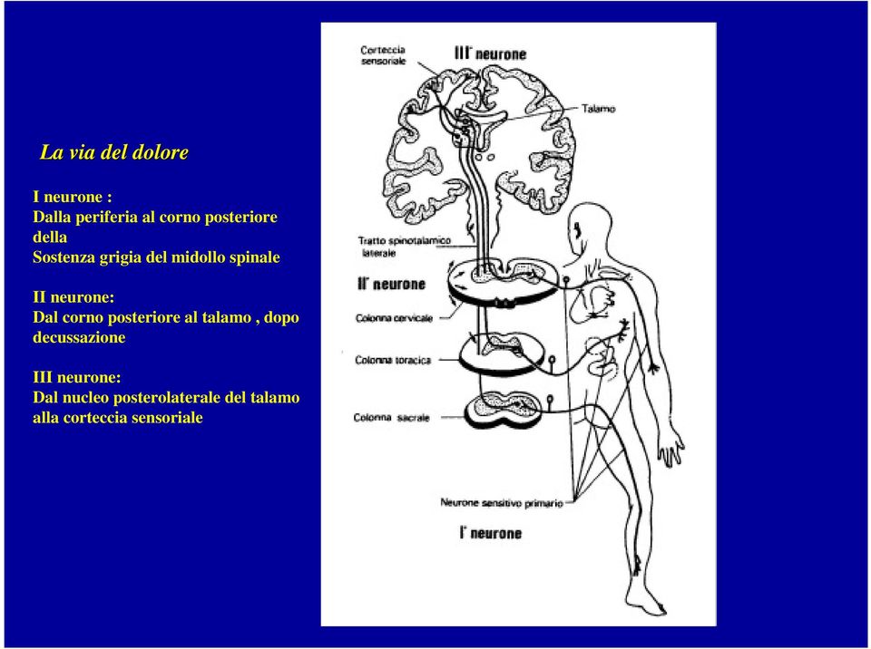 neurone: Dal corno posteriore al talamo, dopo decussazione