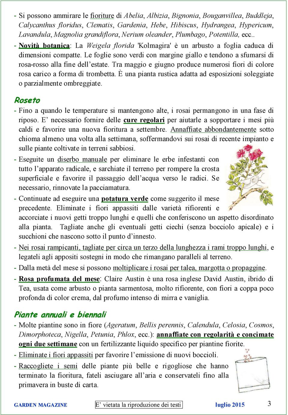 Le foglie sono verdi con margine giallo e tendono a sfumarsi di rosa-rosso alla fine dell estate. Tra maggio e giugno produce numerosi fiori di colore rosa carico a forma di trombetta.