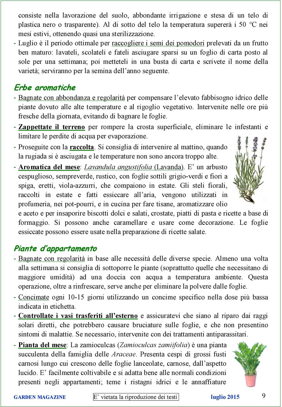 - Luglio è il periodo ottimale per raccogliere i semi dei pomodori prelevati da un frutto ben maturo: lavateli, scolateli e fateli asciugare sparsi su un foglio di carta posto al sole per una