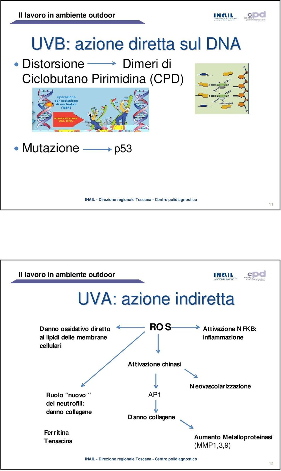 Attivazione NFKB: infiammazione Attivazione chinasi Ruolo nuovo dei neutrofili: danno